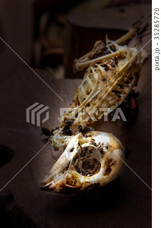 Closeup of sparrow skull in dark Closeup of sparrow skull in dark 35285770