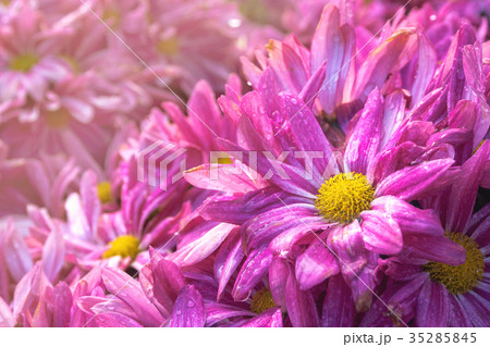 Close up of pink Chrysanthemums flowers. Close up of pink Chrysanthemums flowers. 35285845