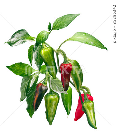 Fish chile pepper plant C. annuum, paths Fish chile pepper plant C. annuum, paths 35286342