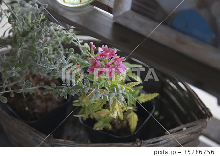 植物のディスプレイ 35286756