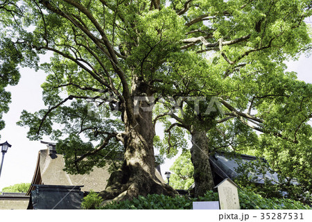 太宰府天満宮の夫婦樟 太宰府天満宮の夫婦樟 35287531