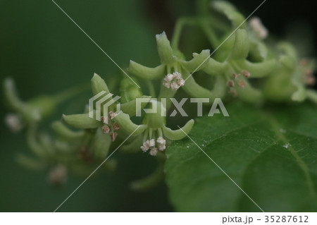 自然 植物 ツルウメモドキ 初夏に咲く花 雌雄異株でこれは雄花ですの写真素材