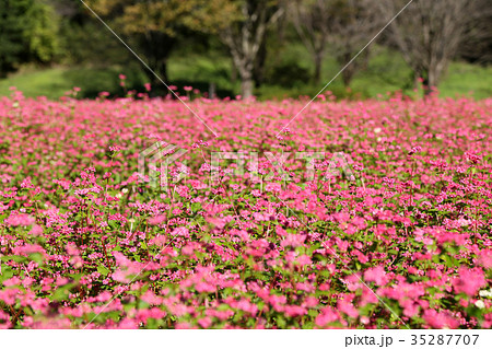 赤蕎麦の花畑 赤蕎麦の花畑 35287707