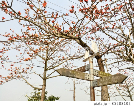 綿の木 カポック 花 35288102