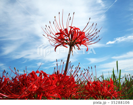 青空に映えるヒガンバナ 青空に映えるヒガンバナ 35288106