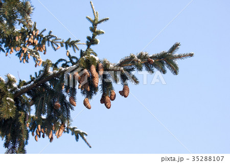 Spruce branches with cones on blue sky background Spruce branches with cones on blue sky background 35288107