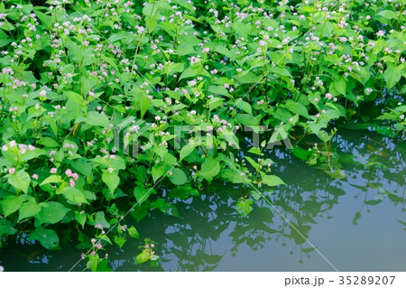 秋・水辺の野草2 秋・水辺の野草2 35289207