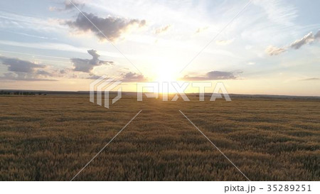 Aerial survey of wheaten golden field at sunset 35289251