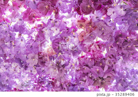 Flower nature with copy space 35289406