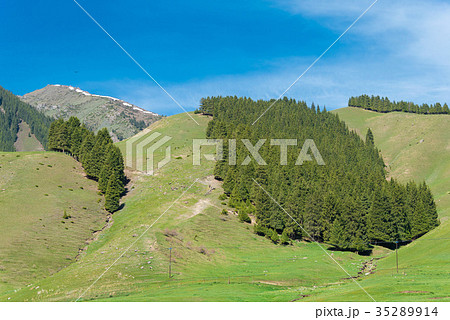 南山牧場　中国・新疆ウイグル自治区ウルムチ 35289914