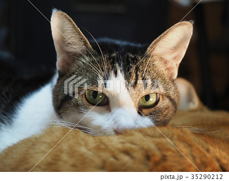 茶トラ猫のお腹に顔をのせる猫 35290212