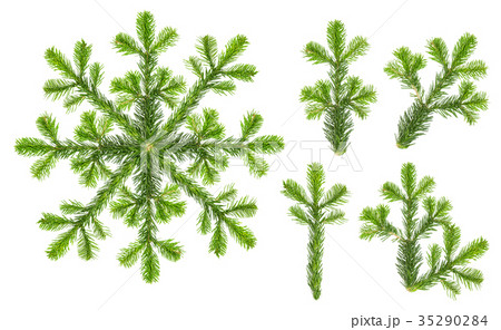 Christmas tree branches snowflake white background 35290284