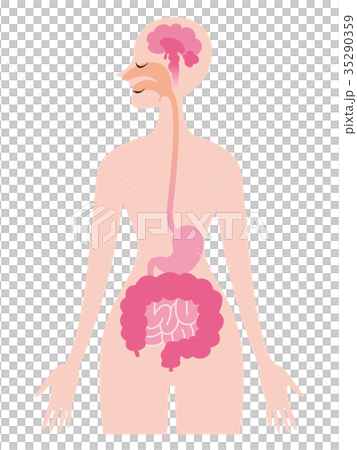 Brain esophagus stomach intestine 35290359