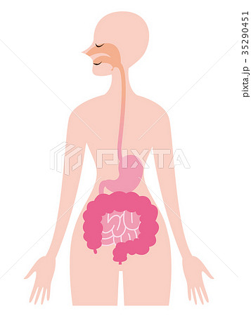 食道 胃 腸のイラスト素材