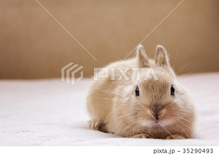 うさぎ 35290493