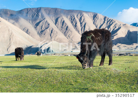 牛の放牧　カラクリ湖　中国・新疆ウイグル自治区クズルス・キルギス自治州 35290517