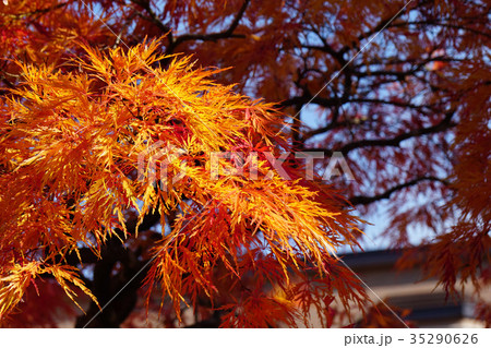 オレンジ色が美しいベニシダレ オレンジ色が美しいベニシダレ 35290626
