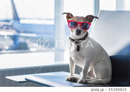 dog in airport terminal on vacation 35290915