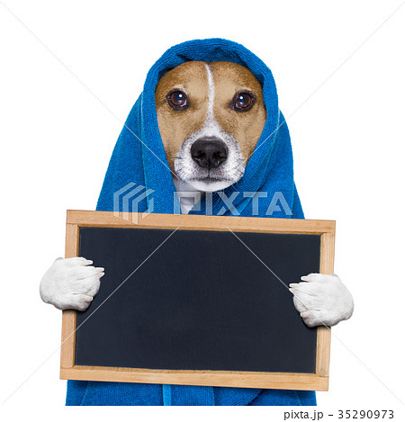 dog in shower  or wellness spa 35290973