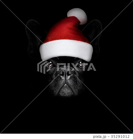 christmasn santa claus  dog on black backgroud 35291012