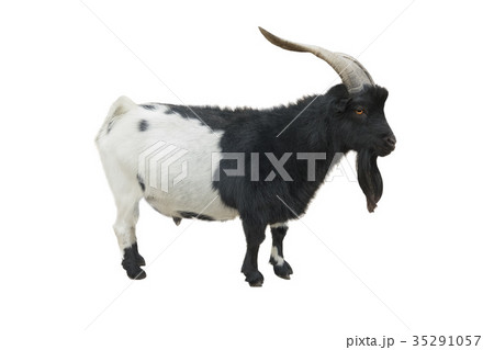 goat goat 35291057