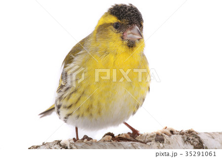 male siskin male siskin 35291061
