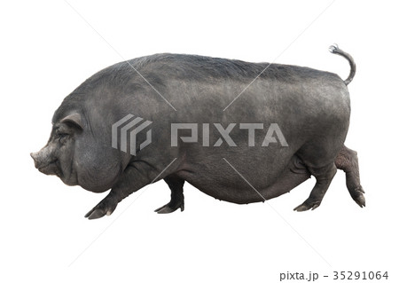 Vietnamese pig 35291064