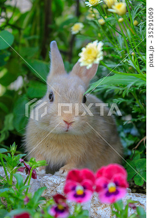 1羽のうさぎ 1羽のうさぎ 35291069