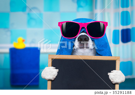 dog in shower or wellness spa dog in shower or wellness spa 35291188