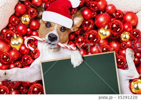 christmas santa claus dog and xmas christmas santa claus dog and xmas 35291220
