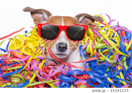 happy birthday  dog celeberation 35291225