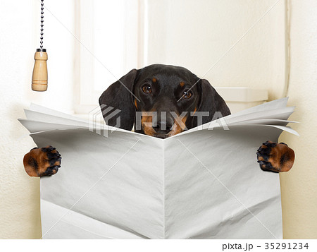 dog sitting on toilet 35291234