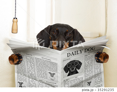 dog sitting on toilet dog sitting on toilet 35291235