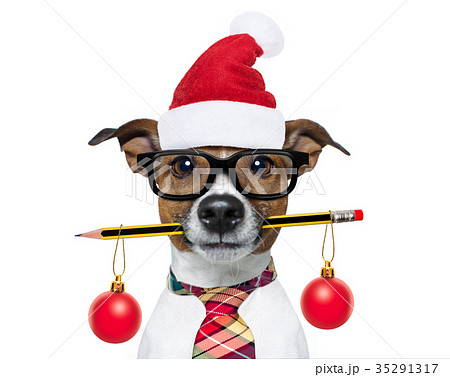 dog office worker on christmas holidays dog office worker on christmas holidays 35291317