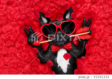 valentines dog in love 35291333