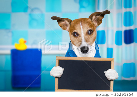 dog in shower  or wellness spa 35291354