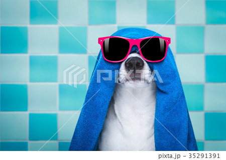 dog in shower or wellness spa dog in shower or wellness spa 35291391