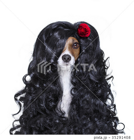 valentines in love spanish lola dog 35291408