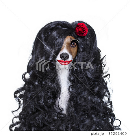 valentines in love spanish lola dog 35291409