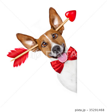 crazy in love valentines dog crazy in love valentines dog 35291468