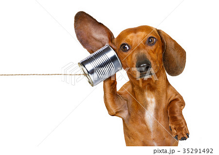 dog on the phone listening carefully 35291492