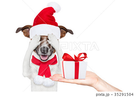 santa claus excited and surprised dog santa claus excited and surprised dog 35291504
