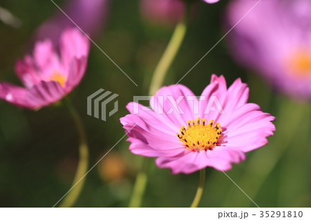 秋桜 秋桜 35291810