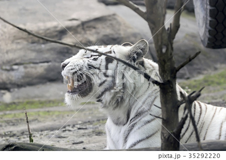 Rare white tiger slose portrait 35292220