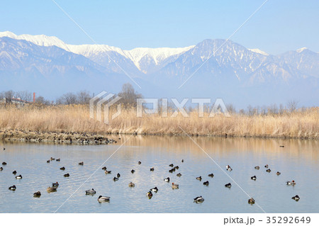 信州安曇野　冬の御宝田のカモ 35292649