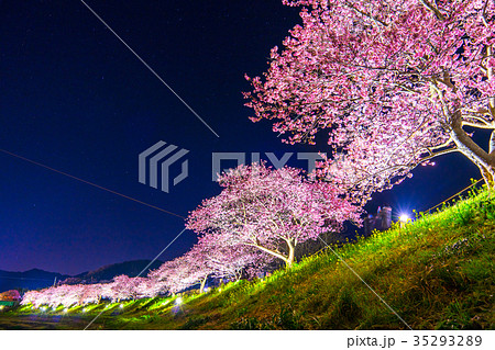 《静岡県》南伊豆町・河津桜ライトアップ 35293289