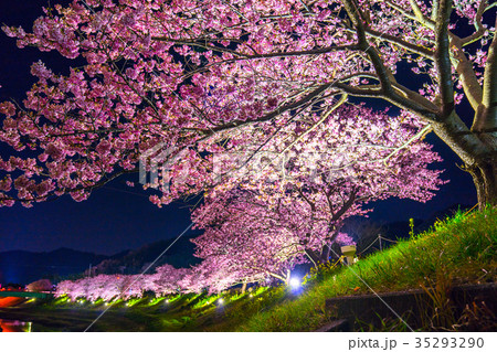《静岡県》南伊豆町・河津桜ライトアップ 《静岡県》南伊豆町・河津桜ライトアップ 35293290
