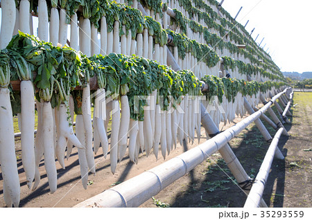 鹿児島県南九州市の寒干し大根 鹿児島県南九州市の寒干し大根 35293559