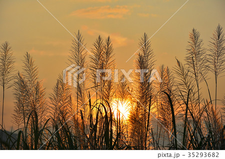 Reed flower with sunset background 35293682