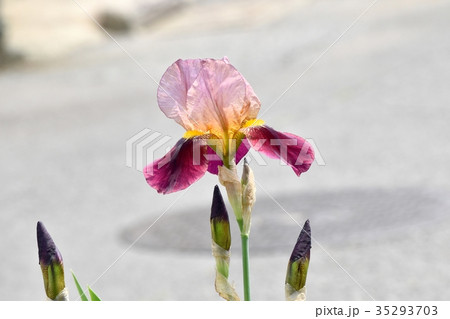 三鷹の花 植物 三鷹中原に咲くアヤメ 35293703